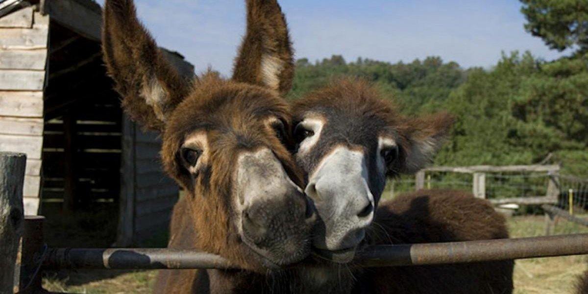 Lait d'Anesse Biologique - La passion des ânes | Casa Vecchia