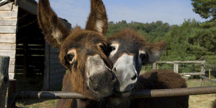 Lait d'Anesse Biologique - La passion des ânes | Casa Vecchia