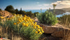 immortelle corse
