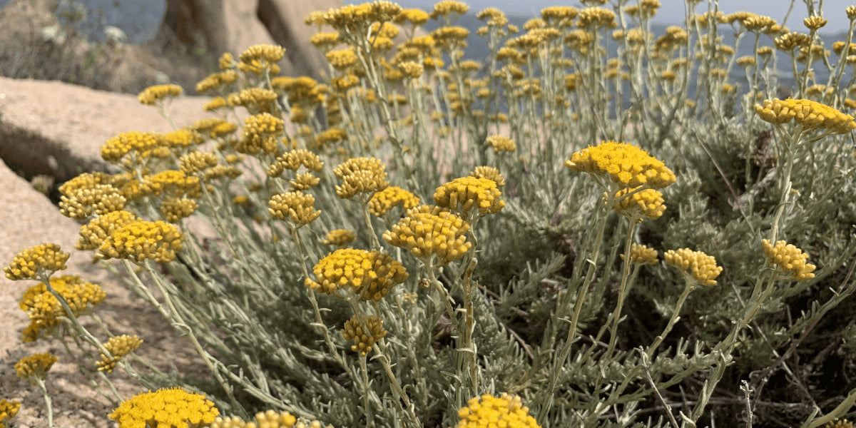 Immortelle Corse