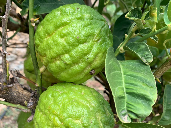 Casa Vecchia Casa Vecchia