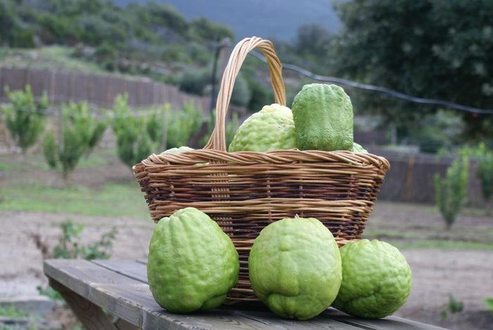 Casa Vecchia Casa Vecchia