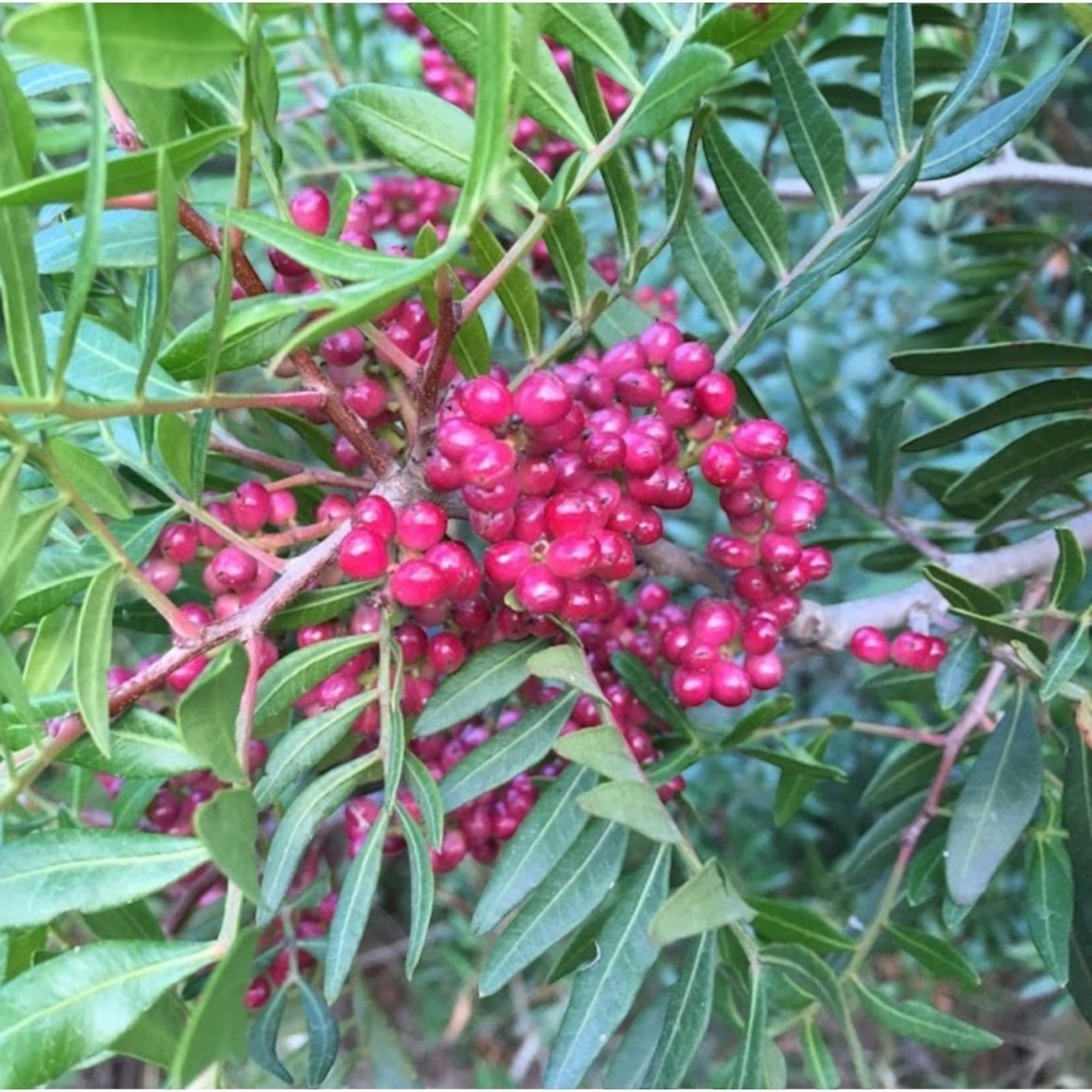 Eau florale - Hydrolat Lentisque Pistachier 100ml