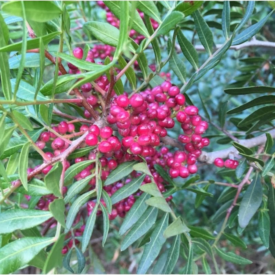 Eau florale - Hydrolat Lentisque Pistachier 100ml