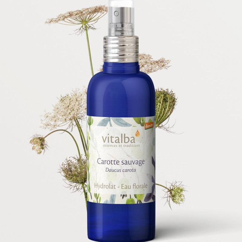Carotte sauvage Bio Hydrolat Vitalba Corse