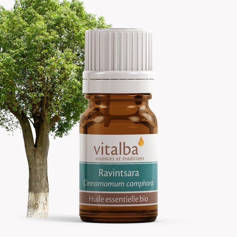 Ravintsara huile essentielle Bio - Vitalba Corse