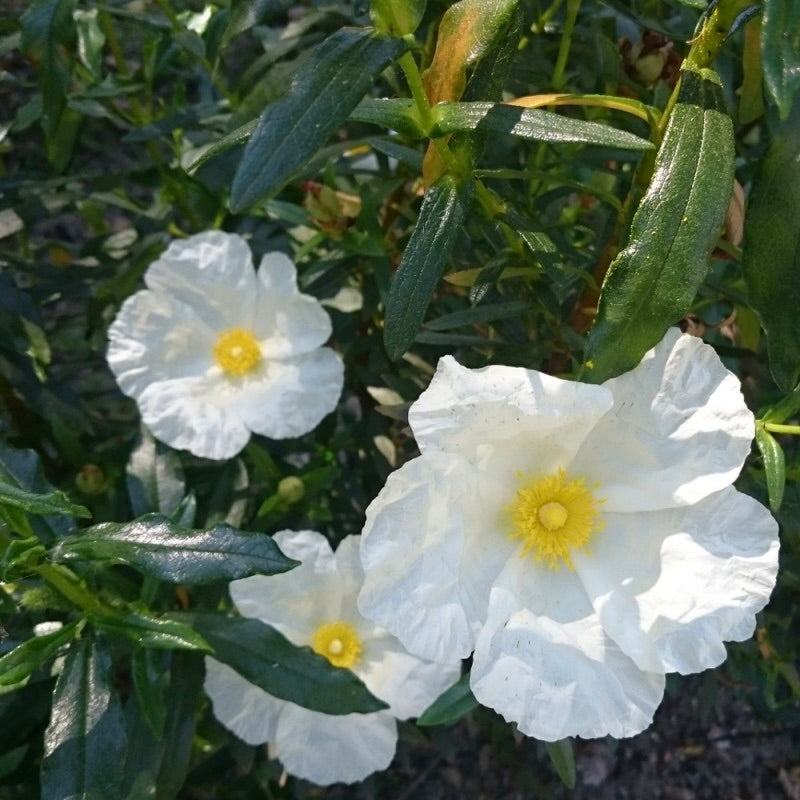 Ciste Ladanifère Corse huile essentielle Bio