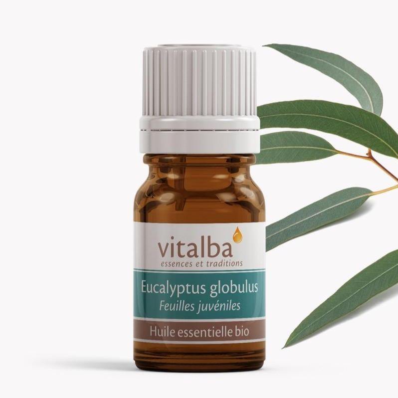 Eucalyptus globulus Corse huile essentielle - Vitalba